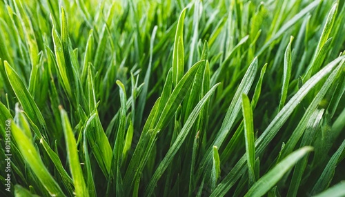 dense green grass texture high resolution perfect lawn top view natural background of fresh green grass easter background concept springtime nature pattern copy space generative ai
