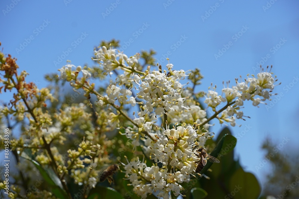 Wax leaf privet, or Ligustrum japonicum, plant blossoming with white flowers Wax leaf privet, or Ligustrum japonicum, plant blossoming with white flowers