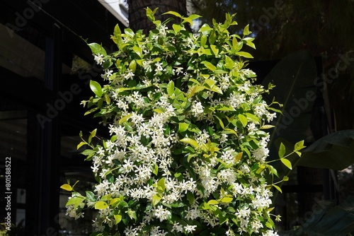 Southern or star jasmine,or Trachelospermum or Rhynchospermum jasminoides, vine, in full bloom, in the spring photo