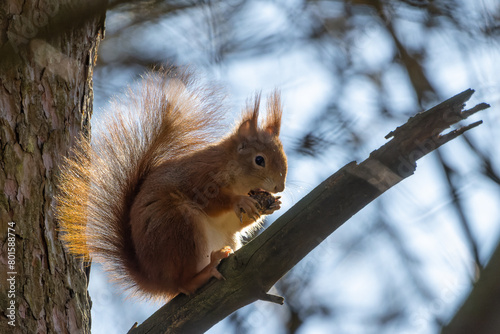 Eichhörnchen im Gegenlicht