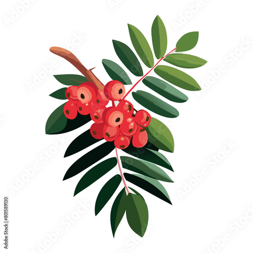 Rowan on a branch with leaves. Red juicy berry. Vector illustration on a white background.