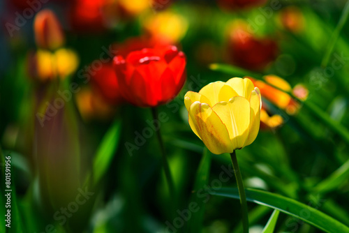 Yellow tulip. Tulips on a green background. Floral background  selective focus on yellow tulip