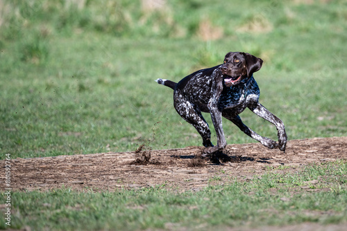 Happy dark brown hunting dog with white spots and a blue collar running around in the dog park on a sunny spring day  © knelson20