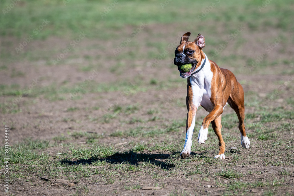 Brown and white boxer with a dirty tennis ball running around in the dog park on a sunny spring day
