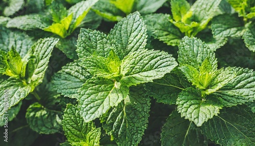 fresh greenery peppermint leaf background natural medicine herb