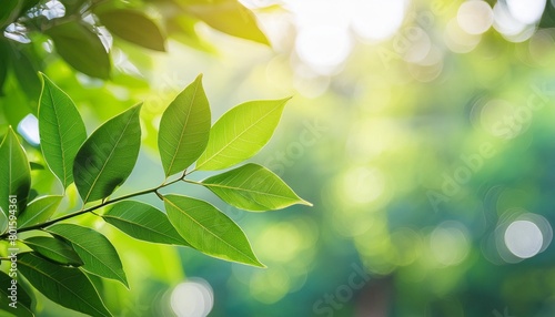 closeup view of green leaf in sunny day for nature background with copy space for text