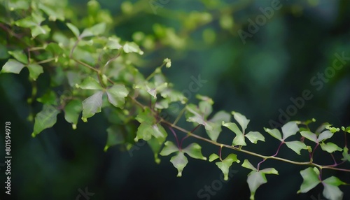 bush grape or three leaved wild vine cayratia cayratia trifolia liana ivy plant bush nature frame jungle border