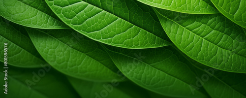 Close-up of green leaves texture, abstract nature background, generated ai