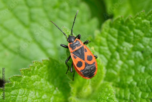 Closeup on a colorful sap-sucking red firebug or soldierbug, Pyrrhocoris apterus, sitting on a green leaf