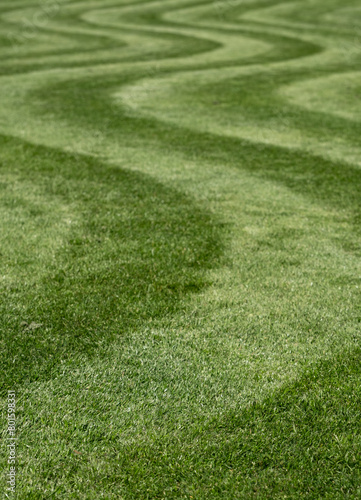 Neatly mown lawn with unusual wavy stripe. Photographed in springtime at Wisley garden, Woking, Surrey, UK.