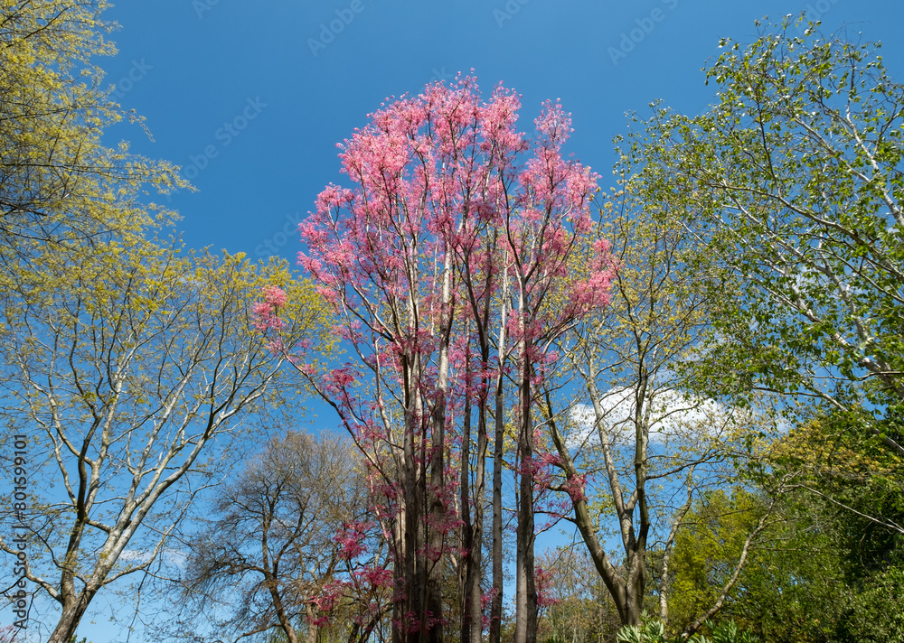 Stunning wispy pink leaves of the Toona Sinensis Flamingo or Chinese Cedar tree, photographed on a sunny spring day at Wisley garden, Surrey, UK Stunning wispy pink leaves of the Toona Sinensis Flamingo or Chinese Cedar tree, photographed on a sunny spring day at Wisley garden, Surrey, UK
