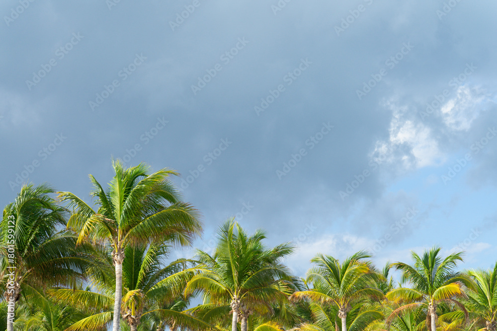 Lush green palm trees line up under a dramatic cloudy sky, evoking a tropical scene a natural, serene setting near a Caribbean beach in Mexico