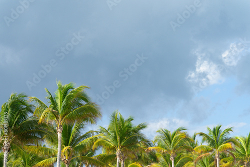 Lush green palm trees line up under a dramatic cloudy sky  evoking a tropical scene a natural  serene setting near a Caribbean beach in Mexico