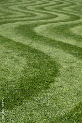 Neatly mown lawn with unusual wavy stripe. Photographed in springtime at Wisley garden, Woking, Surrey, UK.