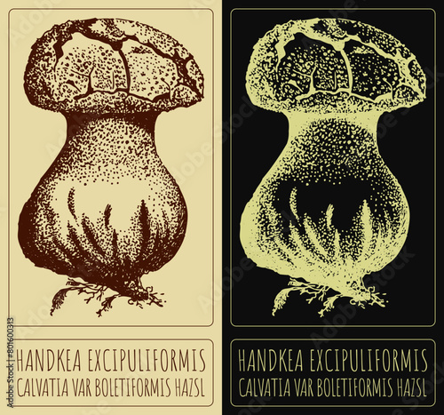 Vector drawing HANDKEA EXCIPULIFORMIS. Hand drawn illustration. The Latin name is CALVATIA VAR BOLETIFORMIS HAZSL.
