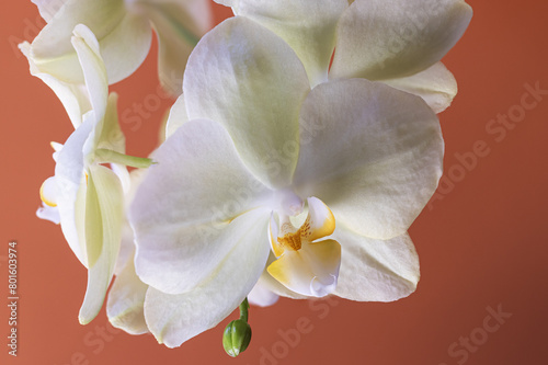 Close-up of a delicate white orchid with a golden center, showcasing intricate details and textures perfect for designs that require a touch of natural sophistication and charm