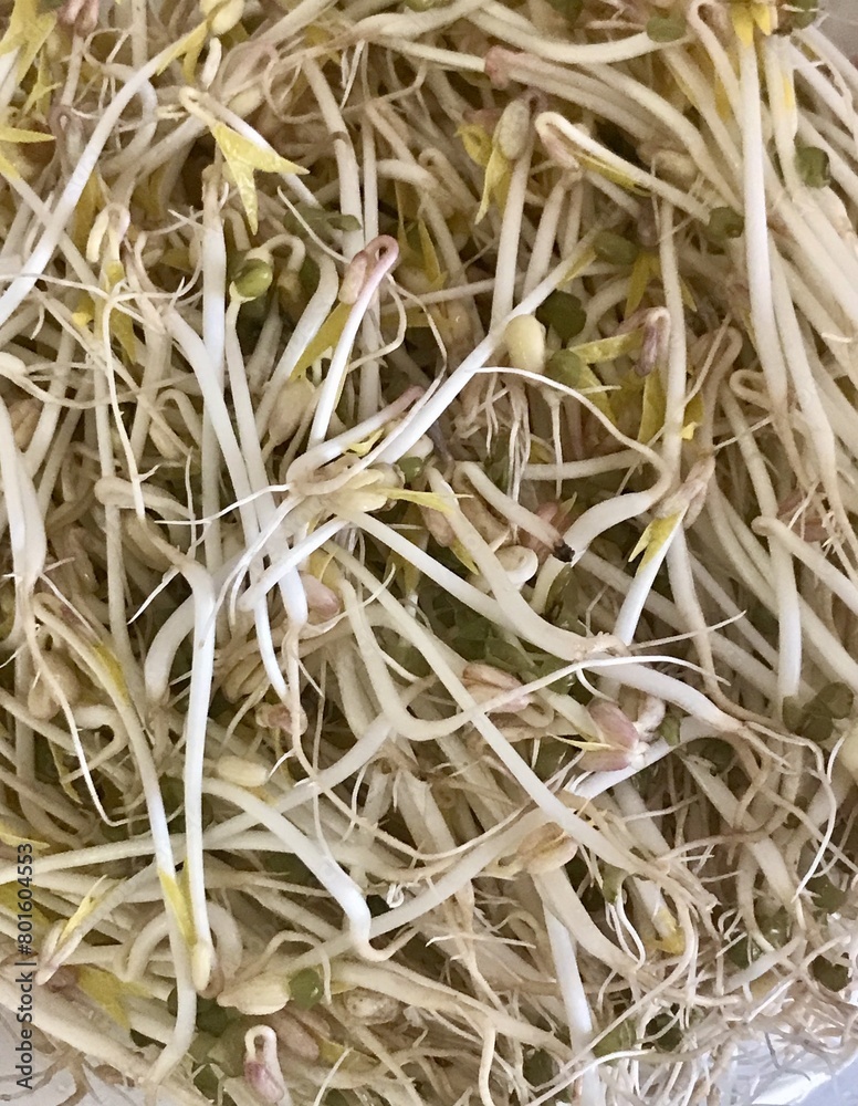 Mound of sprouted mung beans with small roots for eating in white germinator on the table. Concept of diet, vegetarianism, vegan, healthy products and proper nutrition. Close-up Mound of sprouted mung beans with small roots for eating in white germinator on the table. Concept of diet, vegetarianism, vegan, healthy products and proper nutrition. Close-up