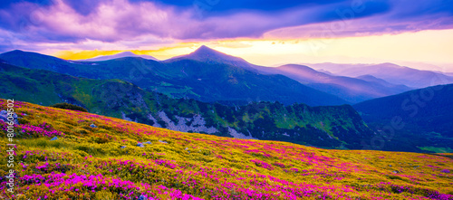Carpathians, Ukraine, Europe, summer blooming pink flowers on background mountains, floral summer landscape ...exclusive - this image is sell only on Adobe stock  © Rushvol