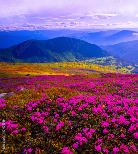 incredible summer blooming pink flowers on background mountains  floral summer landscape ...exclusive - this image is sell only on Adobe stock 