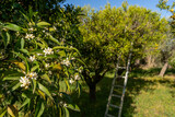 les fleurs d'un oranger, dans un champ d'agrume avec une échelle posée sur un arbre