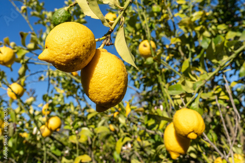 des citrons en gros plan, jaunes et murs accrochés à leurs branches 