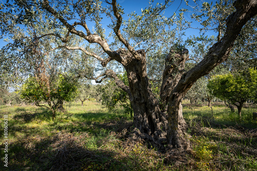 Un vieil olivier au milieu d'un champ d'orangers