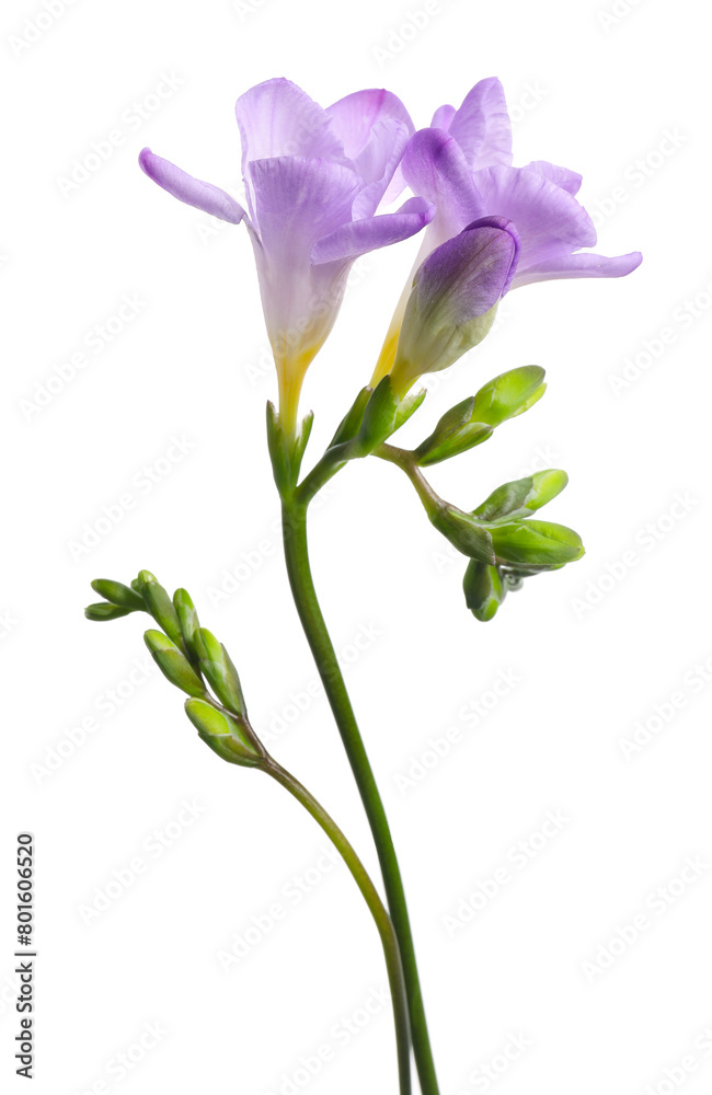 Beautiful violet freesia flower isolated on white Beautiful violet freesia flower isolated on white