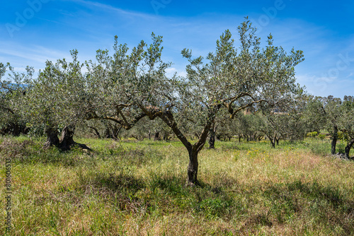 un champs d'olivier sous un ciel bleu