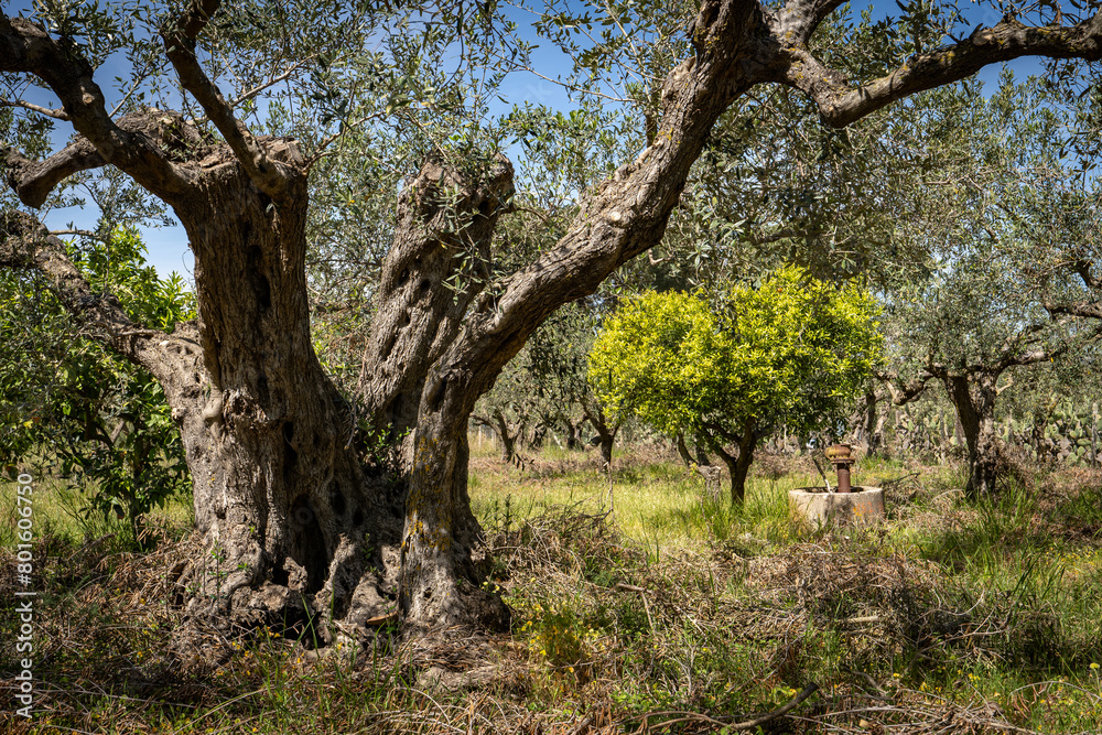 un champ d'olivier avec un petit oranger
