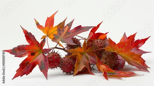 Liquidambar, known for its starshaped leaves and spiked fruits, marks the seasons with fiery autumn colors, isolated on white background photo