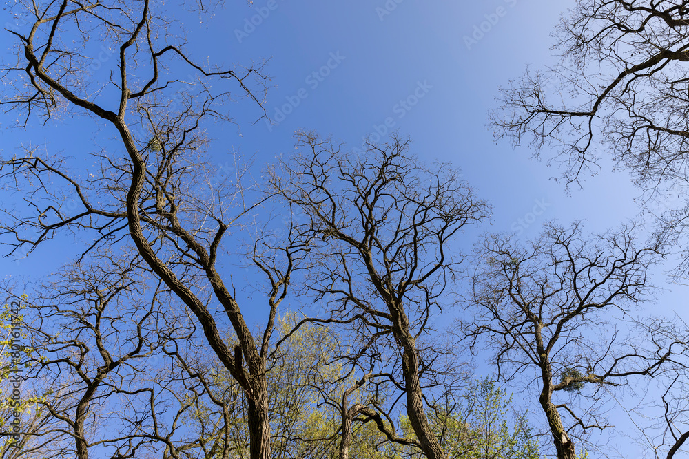 acacia tree in spring without foliage in the park acacia tree in spring without foliage in the park