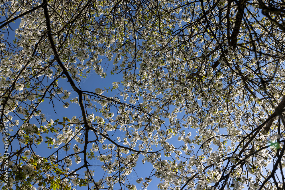 large inflorescences of white cherry blossoms in spring large inflorescences of white cherry blossoms in spring