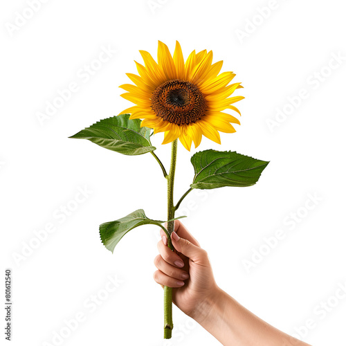 Yellow Sunflower Held by a Woman: Perfect for Mother’s Day, Valentine’s Day, and Women’s Day, Isolated on Transparent Background, PNG