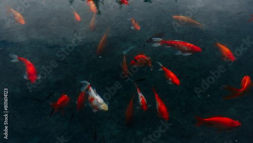 A group of fish swimming in a pond. The water is murky and the fish are mostly orange