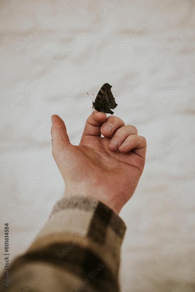 Butterfly on fingertip background, nature aesthetic Butterfly on fingertip background, nature aesthetic