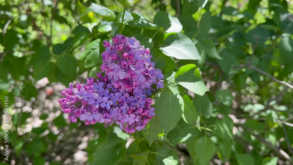 Syringa, Common pink Lilac, French Lilac 'Krasavitsa Moskvy' (Syringa vulgaris). Syringa, Common pink Lilac, French Lilac 'Krasavitsa Moskvy' (Syringa vulgaris).