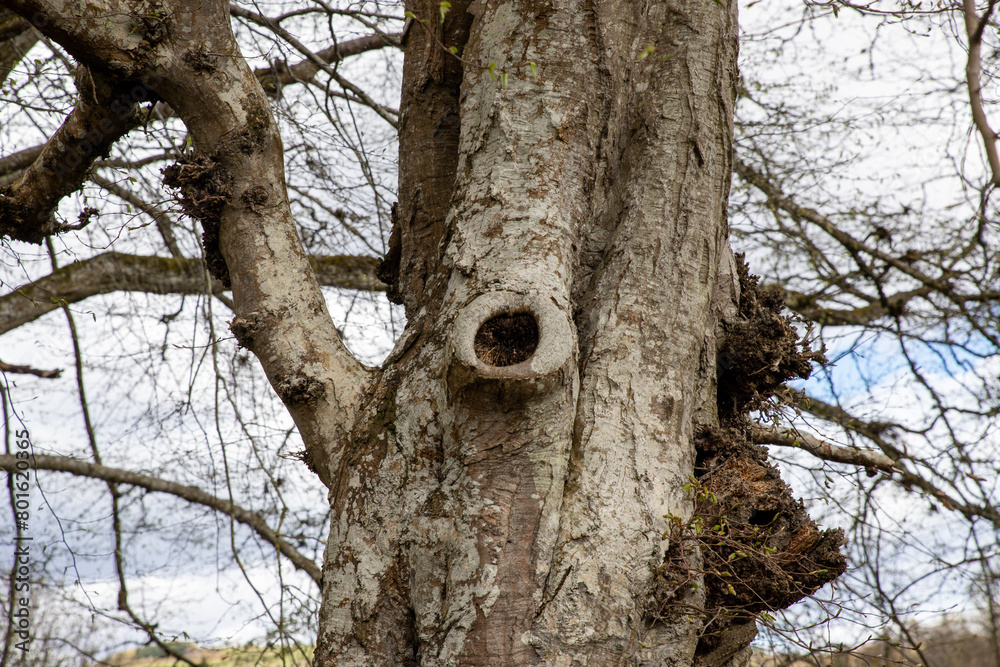 Trunk it's central structure from which branches grow. Branches it's These typically extend horizontally or upward from the trunk, with large branches known as boughs and smaller ones as twigs. Trunk it's central structure from which branches grow. Branches it's These typically extend horizontally or upward from the trunk, with large branches known as boughs and smaller ones as twigs.