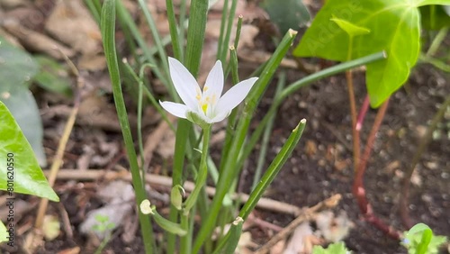 Ornithogalum collinum, Star of Bethlehem, flower, close up.
 photo