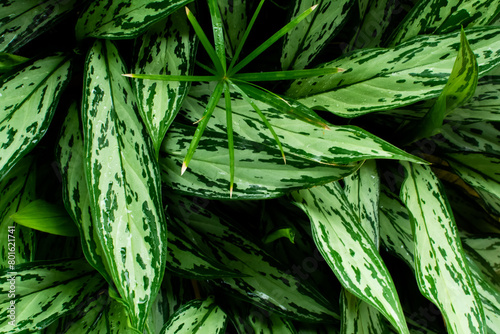 Aglaonema plant with its completely green or variegated leaves. Plants and flowers. photo