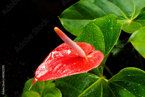 Anthurium andraeanum plant, red, with green leaves around. Plants and flowers. photo