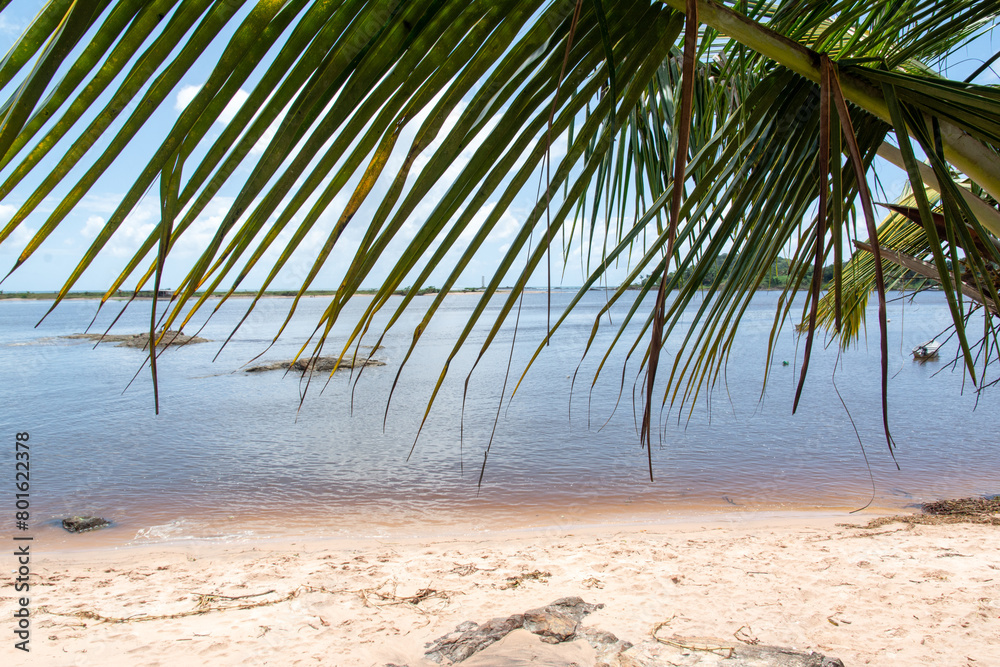 Coconut tree in the foreground and in the background a beautiful beach with white sand.