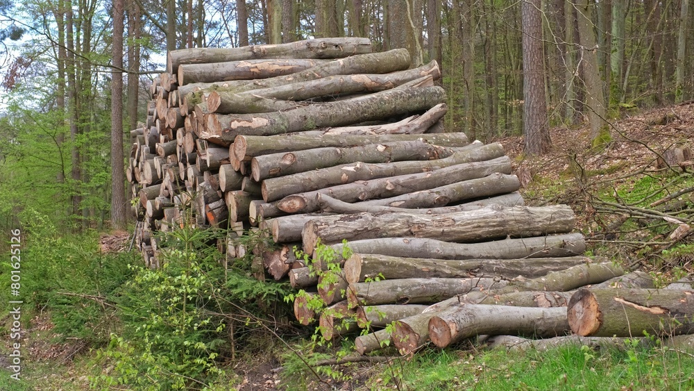 Tree Logs Stacked at Forest Clearance Site Prepared for Transport on Flatbed Trailer