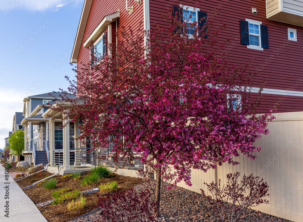 Cherry blossom trees in the newly constructed neighborhood in Aurora, Colorado