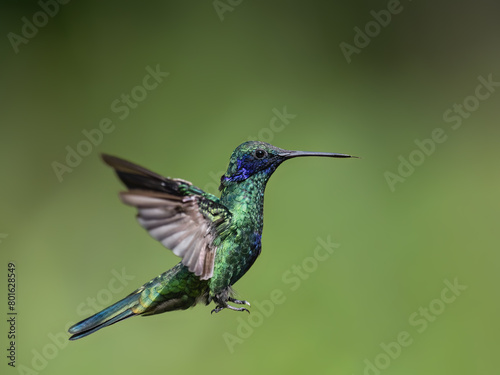 Sparkling Violetear Hummingbird in flight against green background