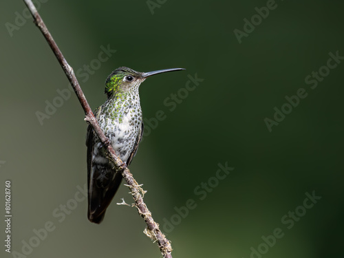 Many-spotted Hummingbird on tree branch against green background