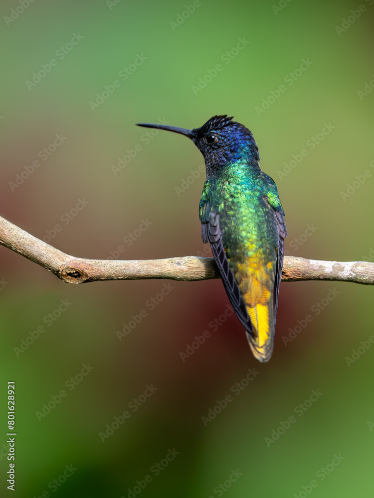 Fototapeta premium Golden-tailed Sapphire Hummingbird on a stick against green and red background