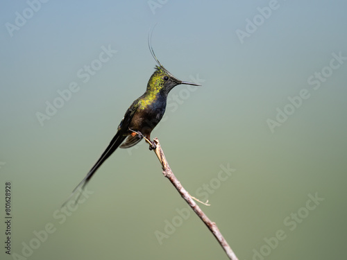 Wire-crested Thorntail Hummingbird on a plant stem on green background photo