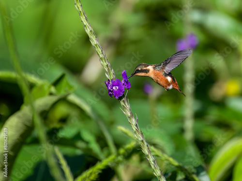 Female Gorgeted Woodstar in flight collecting nectar from a purple flower