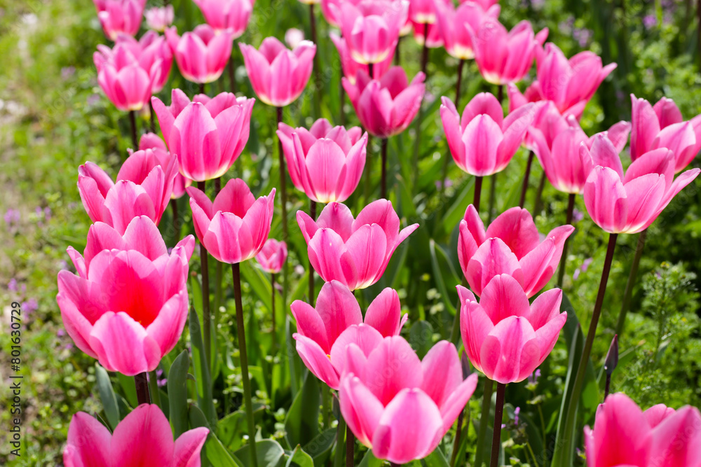 Fototapeta premium Beautiful tulip flower garden. The Expo 70 Commemorative Park, Osaka, Japan