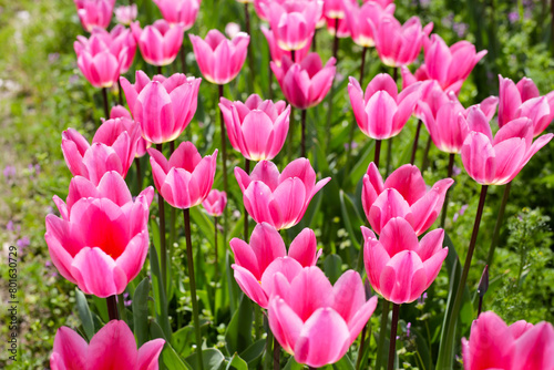 Beautiful tulip flower garden. The Expo 70 Commemorative Park  Osaka  Japan